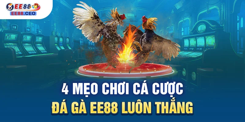 4 mẹo chơi cá cược đá gà EE88 luôn thắng