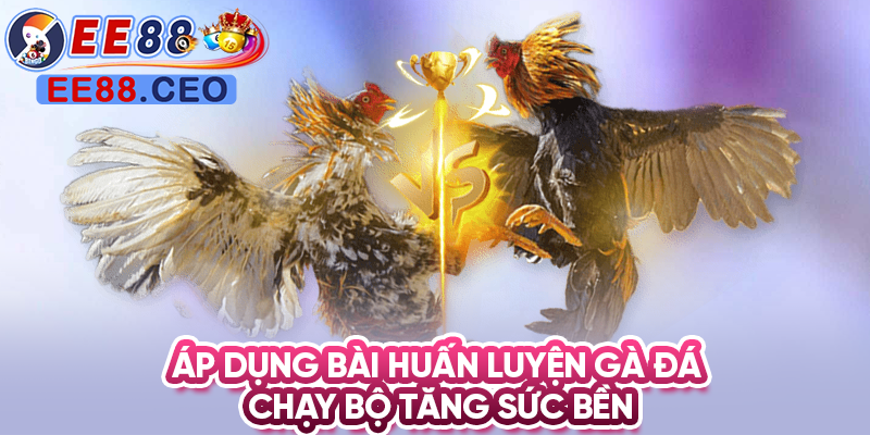 Áp dụng bài huấn luyện gà đá chạy bộ tăng sức bền