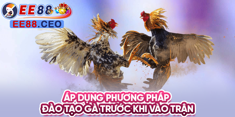 Áp dụng phương pháp đào tạo gà trước khi vào trận