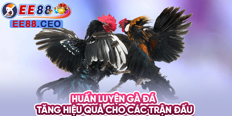 Huấn luyện gà đá tăng hiệu quả cho các trận đấu