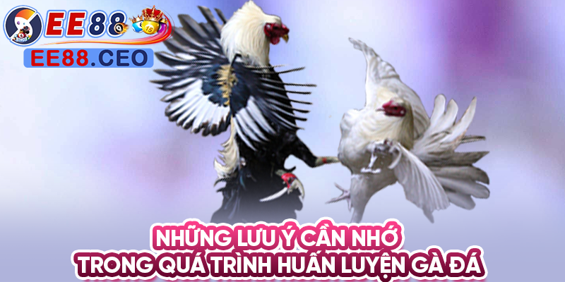 Những lưu ý cần nhớ trong quá trình huấn luyện gà đá